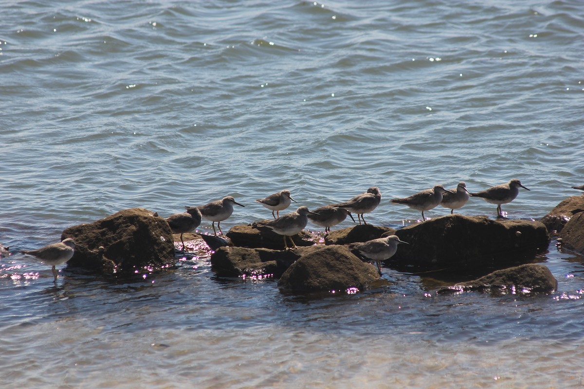 tereksnipe - ML645095887