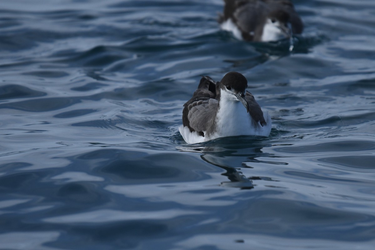 Buller's Shearwater - ML645095888