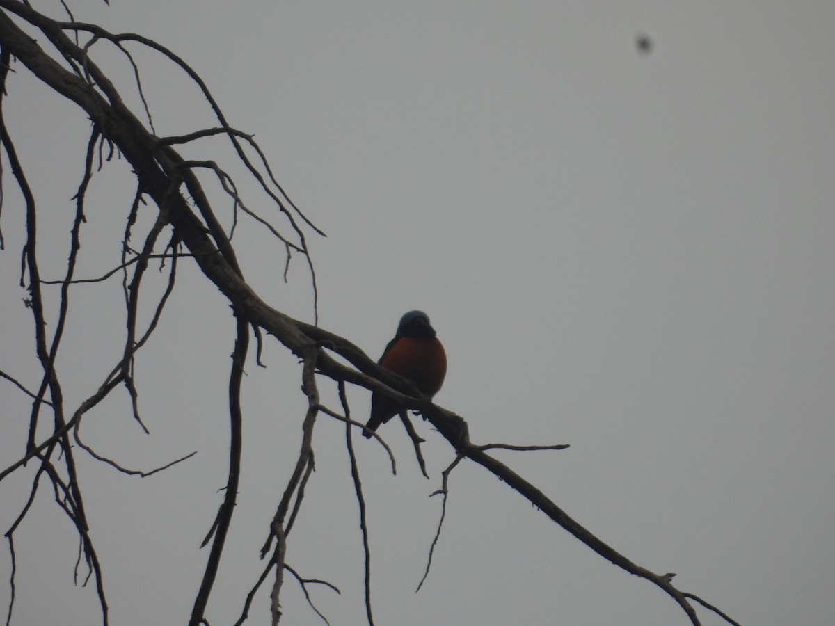 Elegant Euphonia - ML645095890