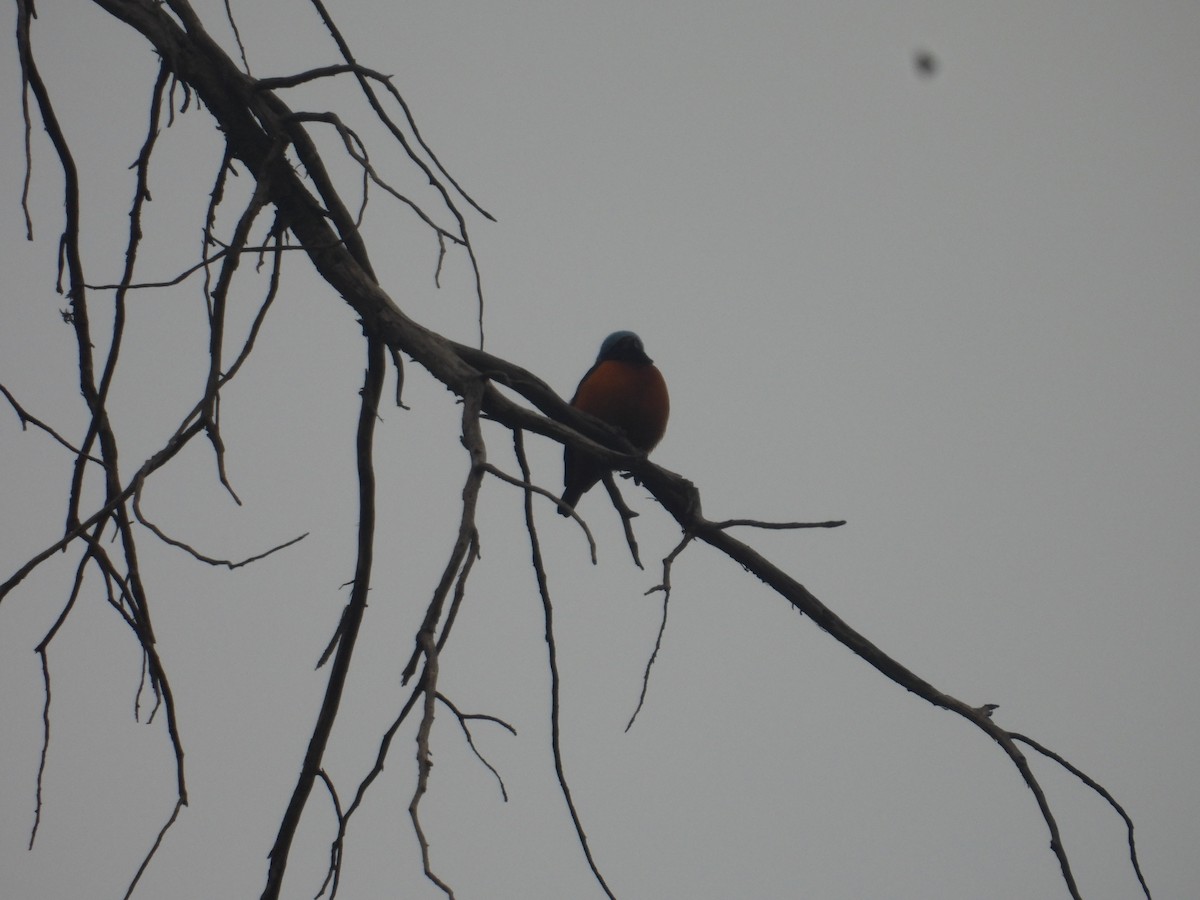 Elegant Euphonia - ML645095891