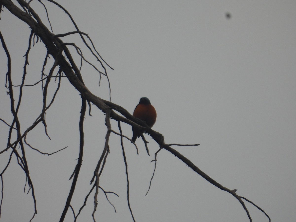 Elegant Euphonia - ML645095892