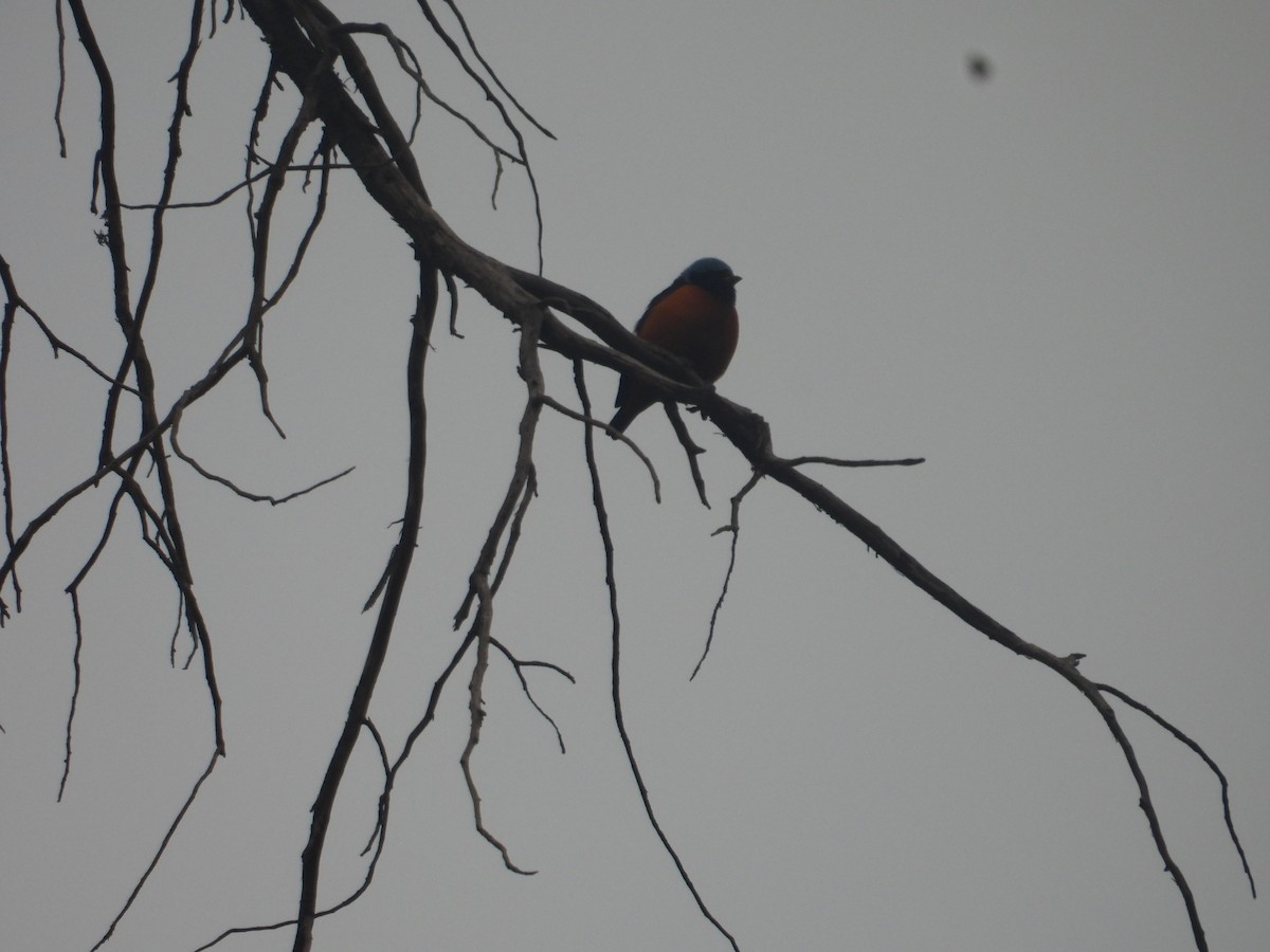 Elegant Euphonia - ML645095893