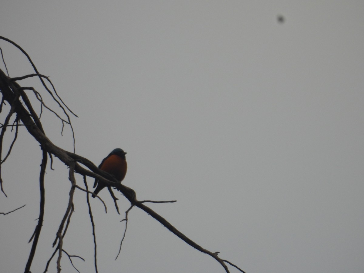 Elegant Euphonia - ML645095894