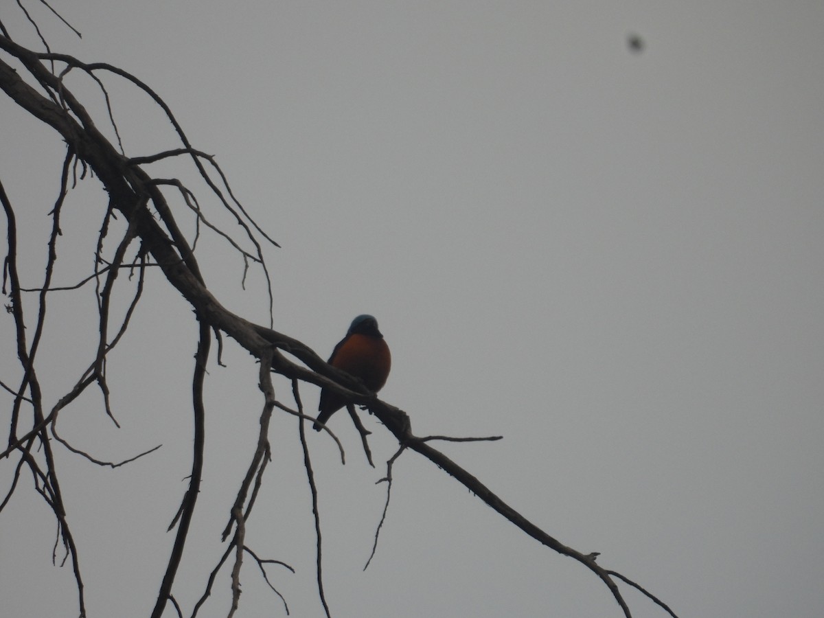 Elegant Euphonia - ML645095895