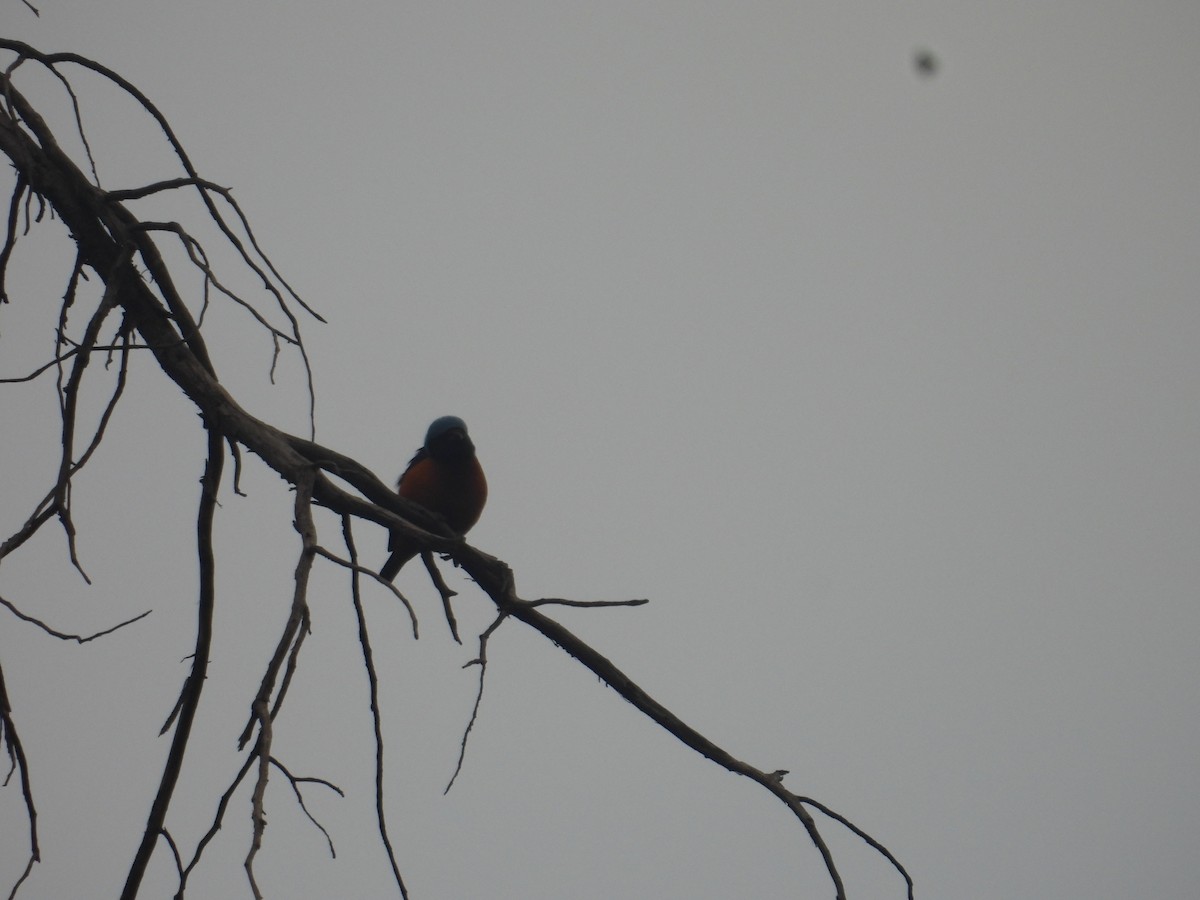 Elegant Euphonia - ML645095896