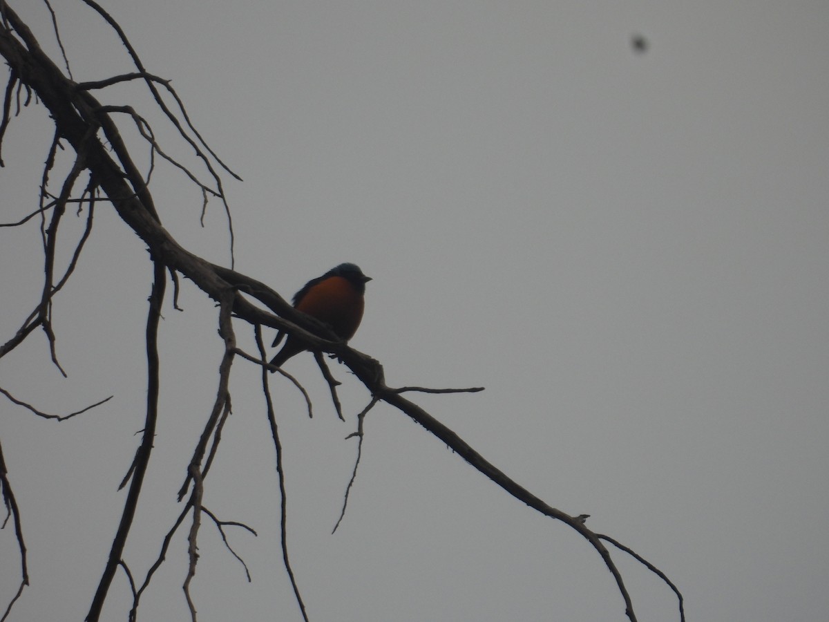 Elegant Euphonia - ML645095897