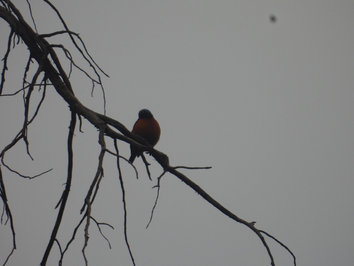 Elegant Euphonia - ML645095898