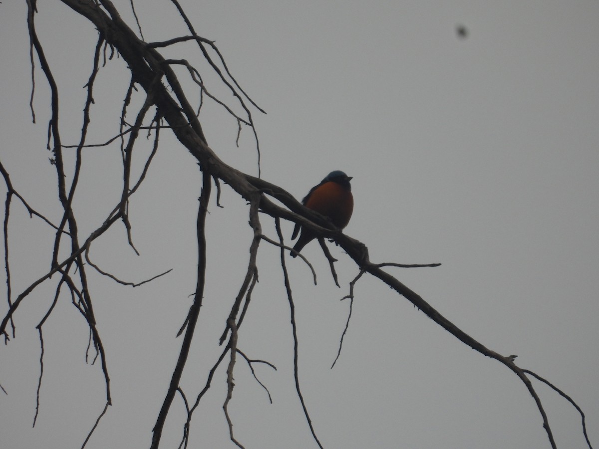 Elegant Euphonia - ML645095899