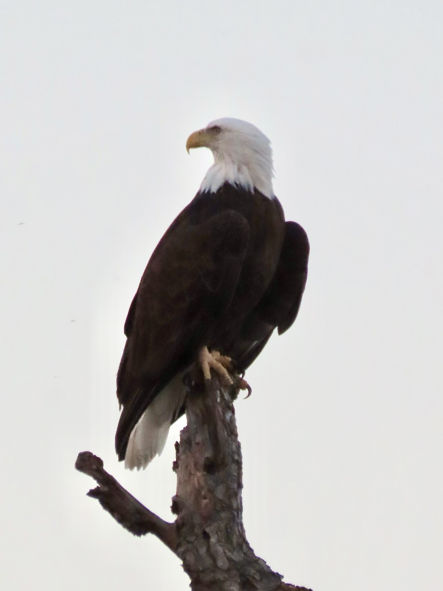 Bald Eagle - ML645095915