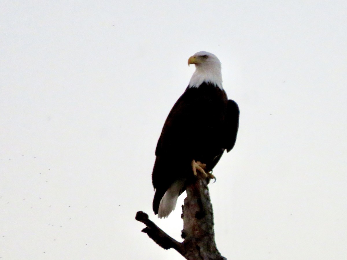 Bald Eagle - ML645095916