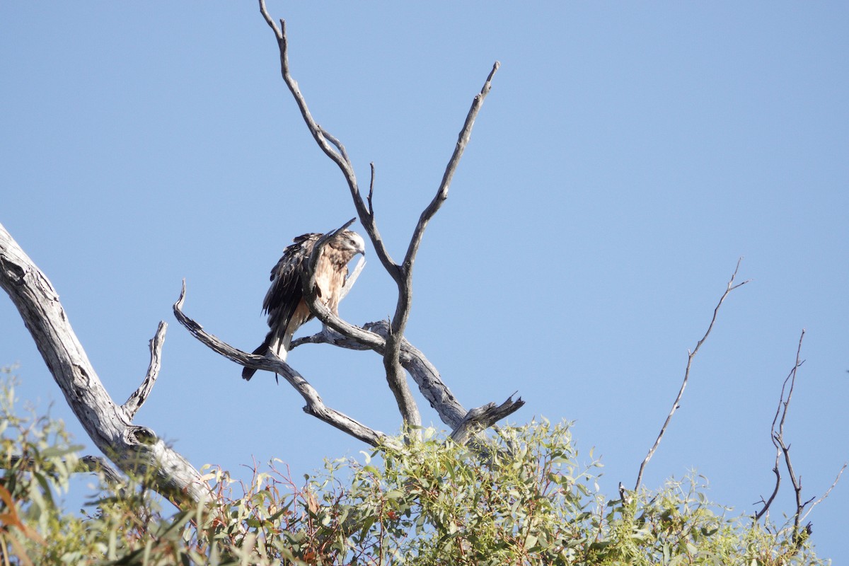 Square-tailed Kite - ML645095918