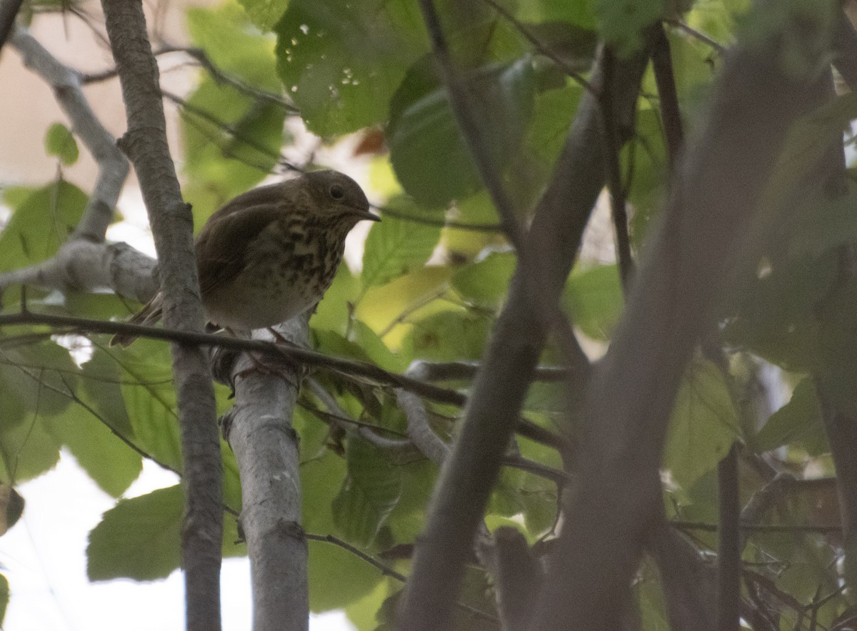 Catharus sp. - ML645095919