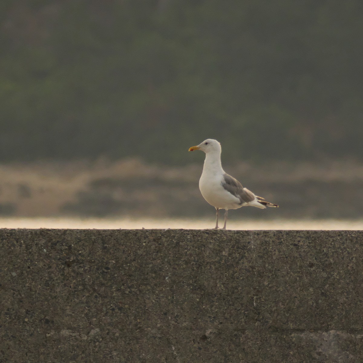 Vega Gull - ML645095925