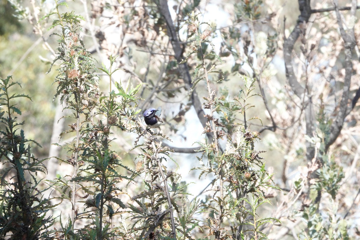 Blue-breasted Fairywren - ML645095927
