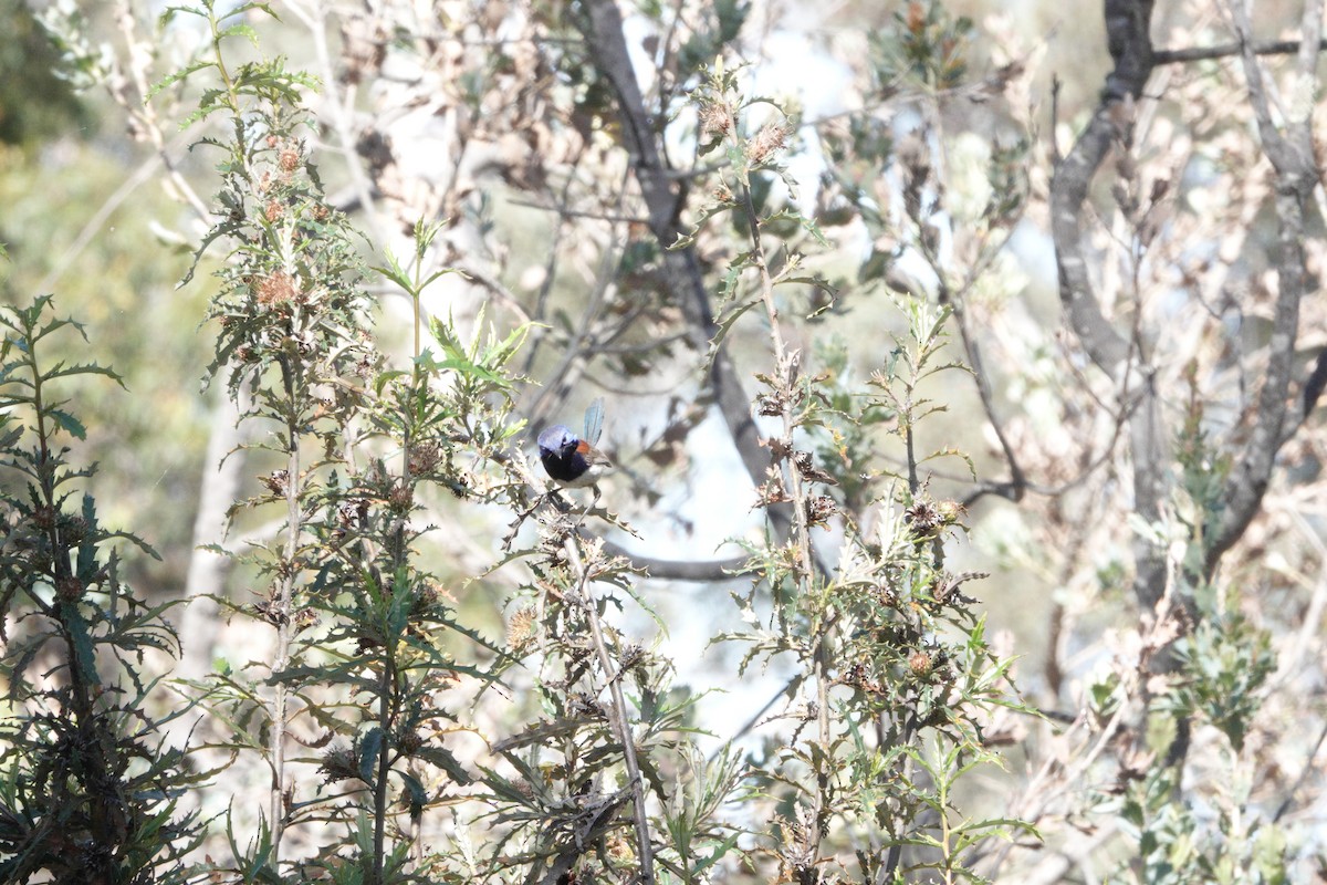 Blue-breasted Fairywren - ML645095928