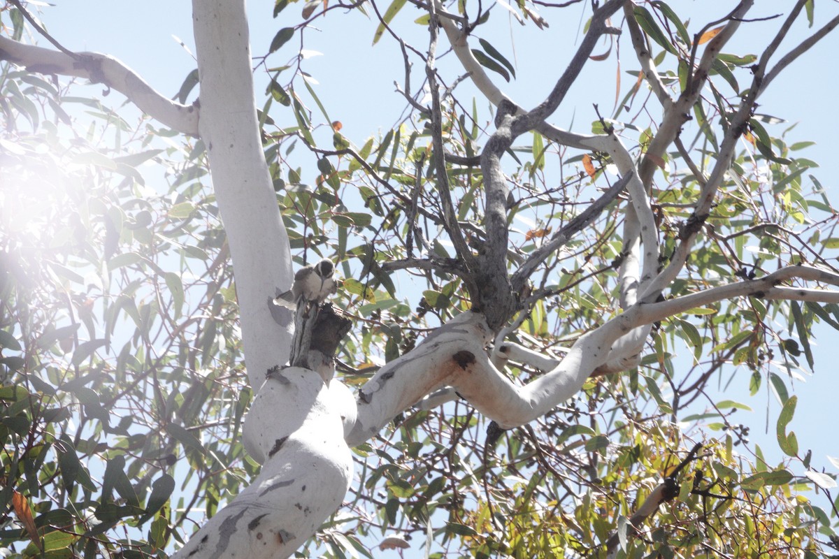 White-browed Babbler - ML645095931