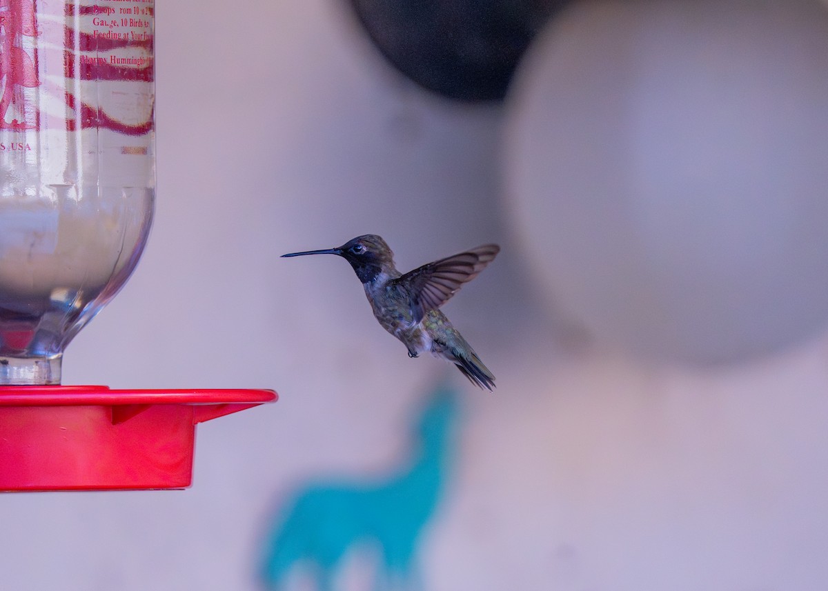 Black-chinned Hummingbird - ML645095932