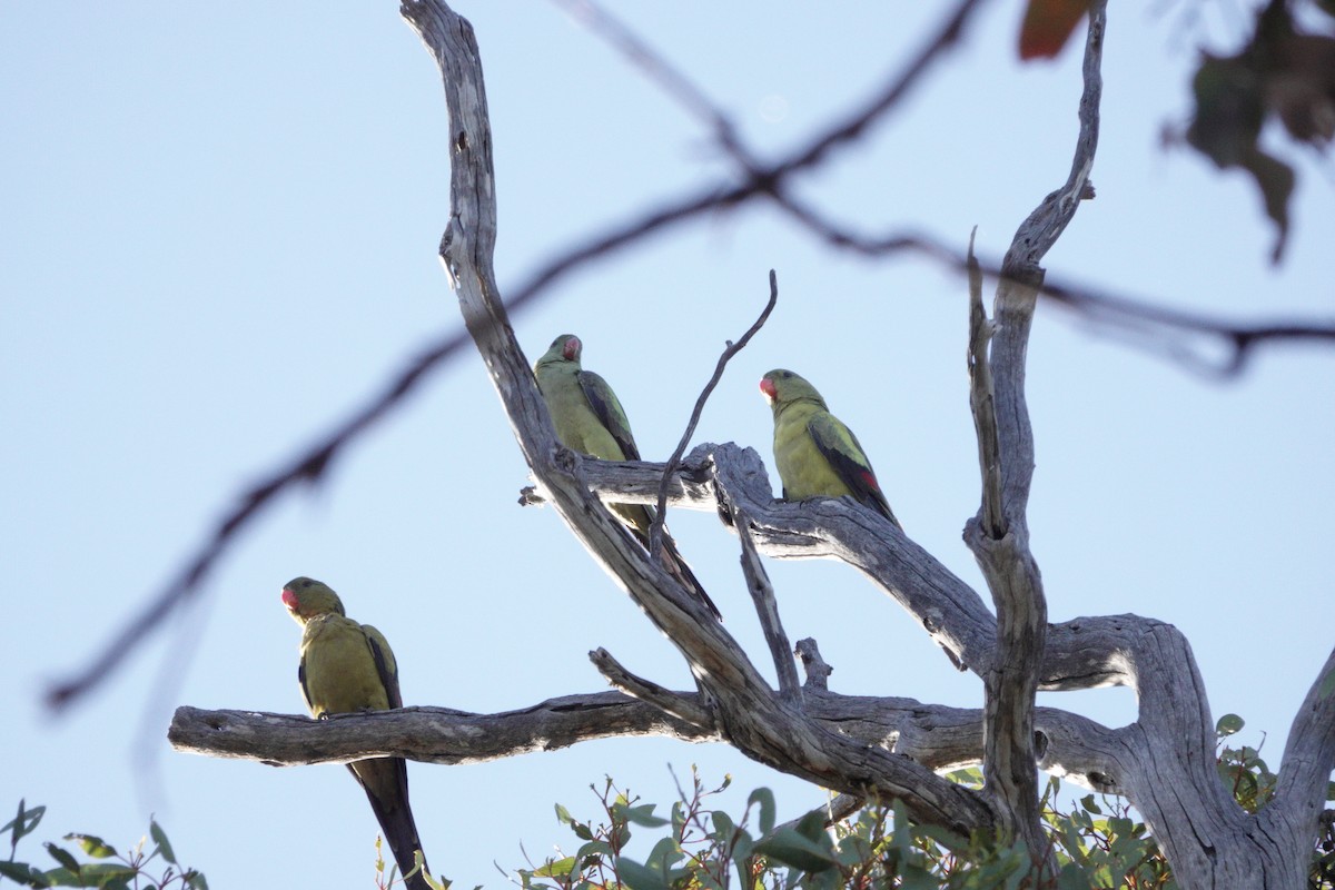Regent Parrot - ML645095933