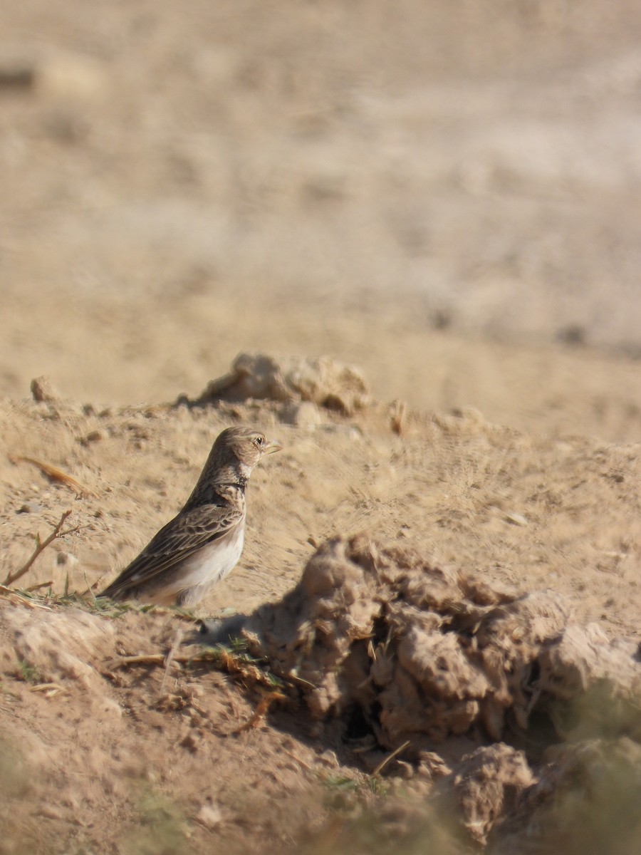 Alouette calandre - ML645095936