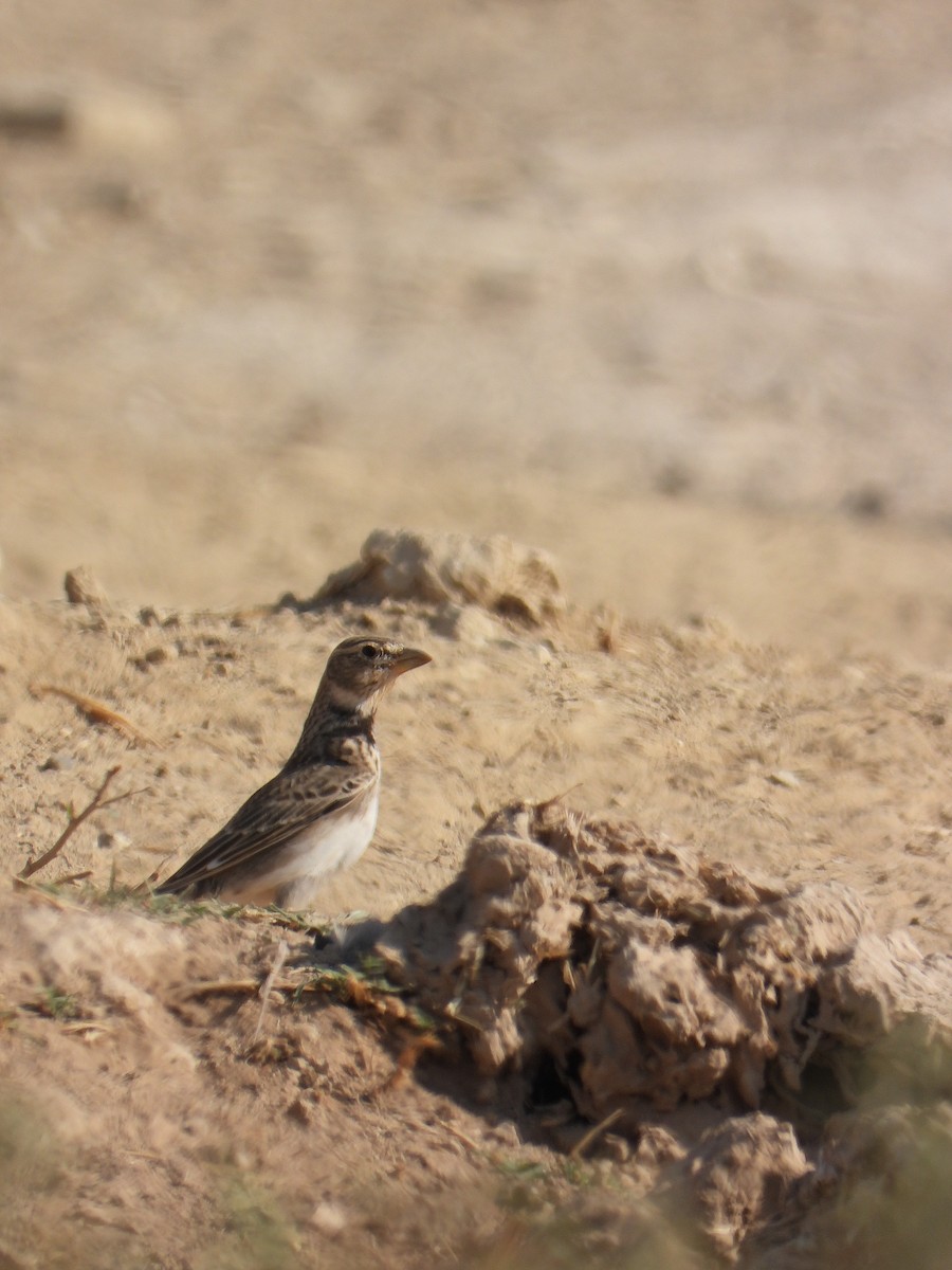 Alouette calandre - ML645095937