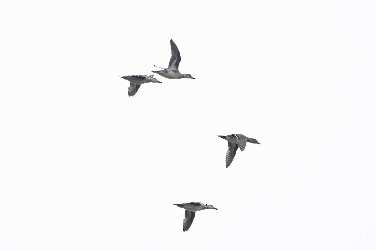 Baikal Teal - ML645095939