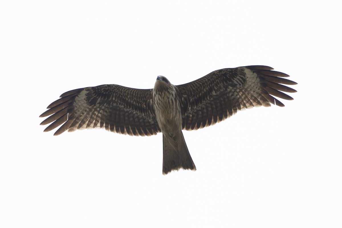 Black Kite - ML645095941
