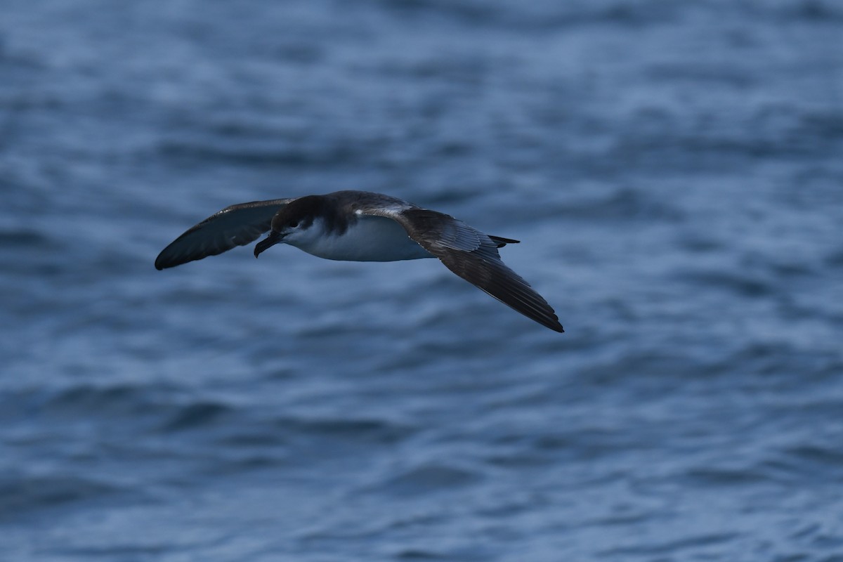 Buller's Shearwater - ML645095942
