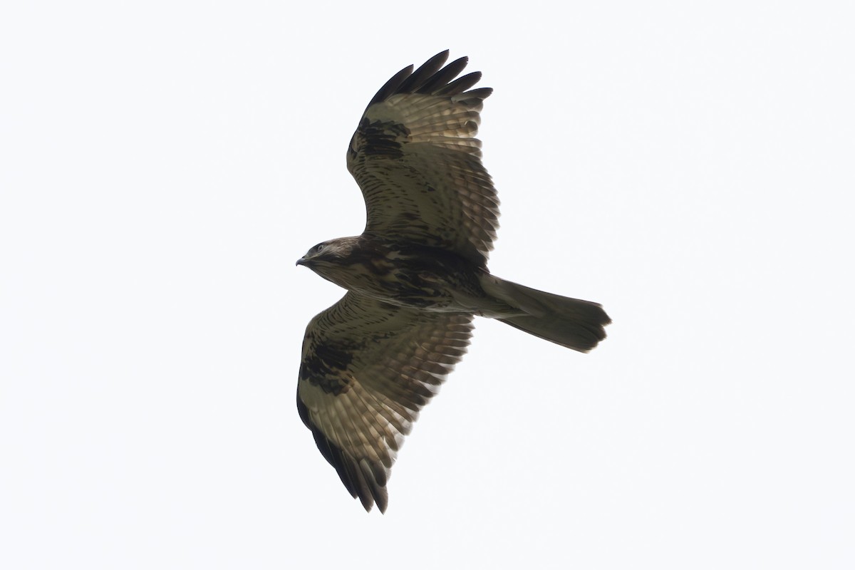 Eastern Buzzard - ML645095943
