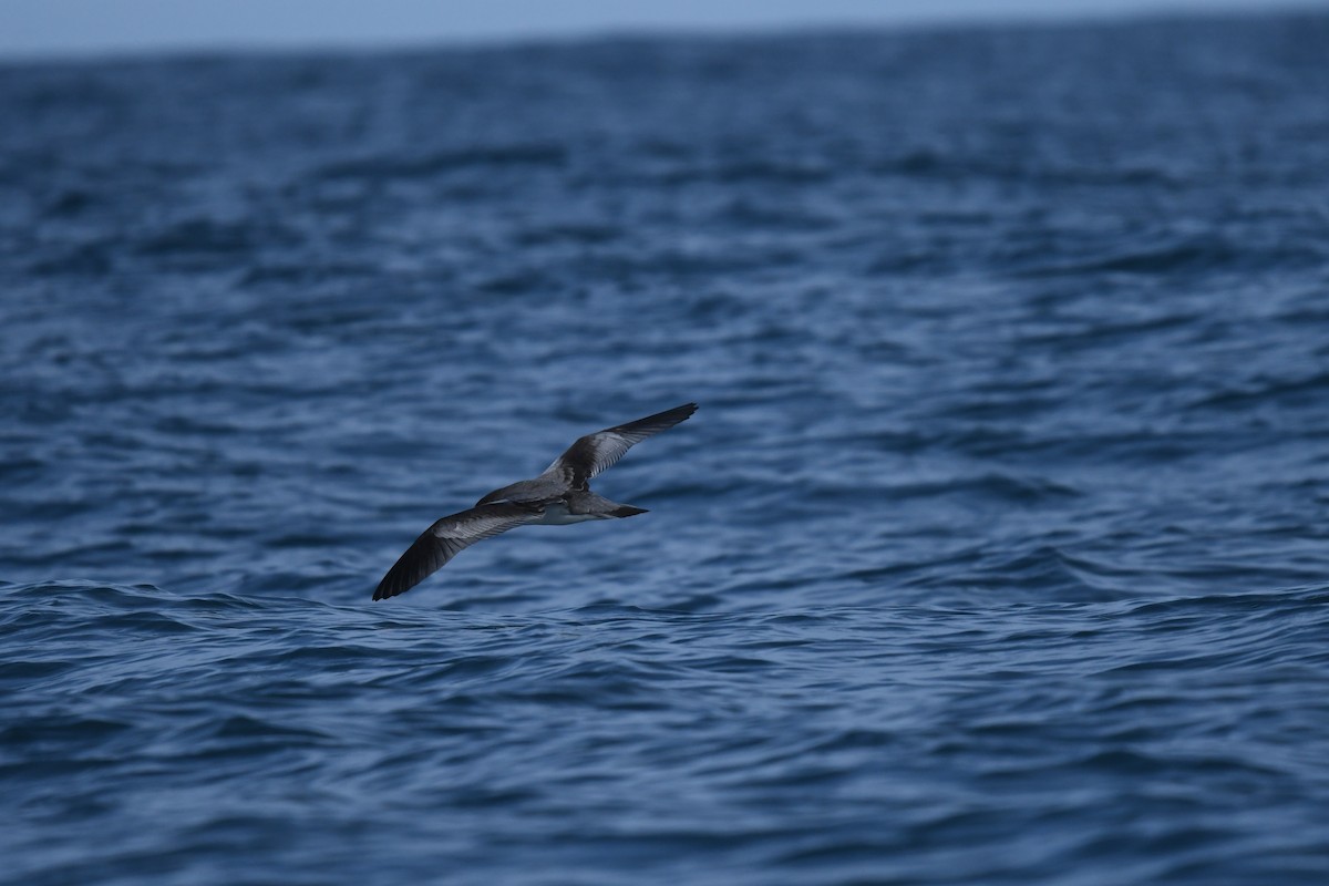 Buller's Shearwater - ML645095951