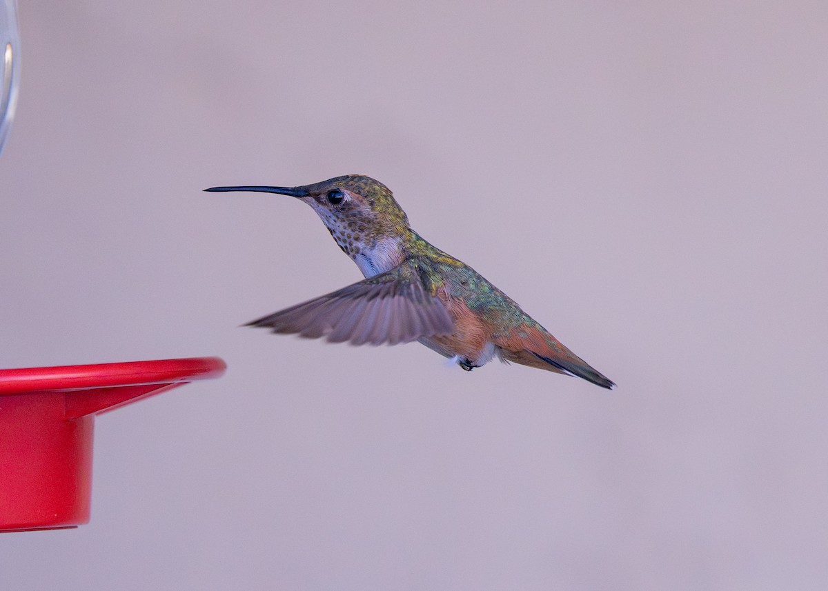 Allen's Hummingbird - ML645095954