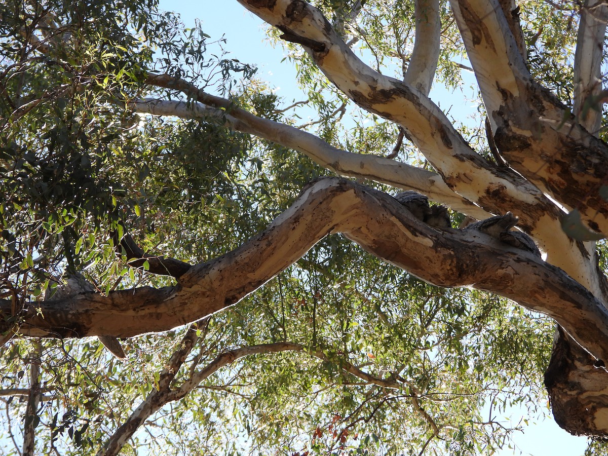 Tawny Frogmouth - ML645095959