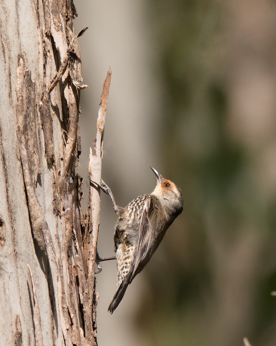 Red-browed Treecreeper - ML645095973