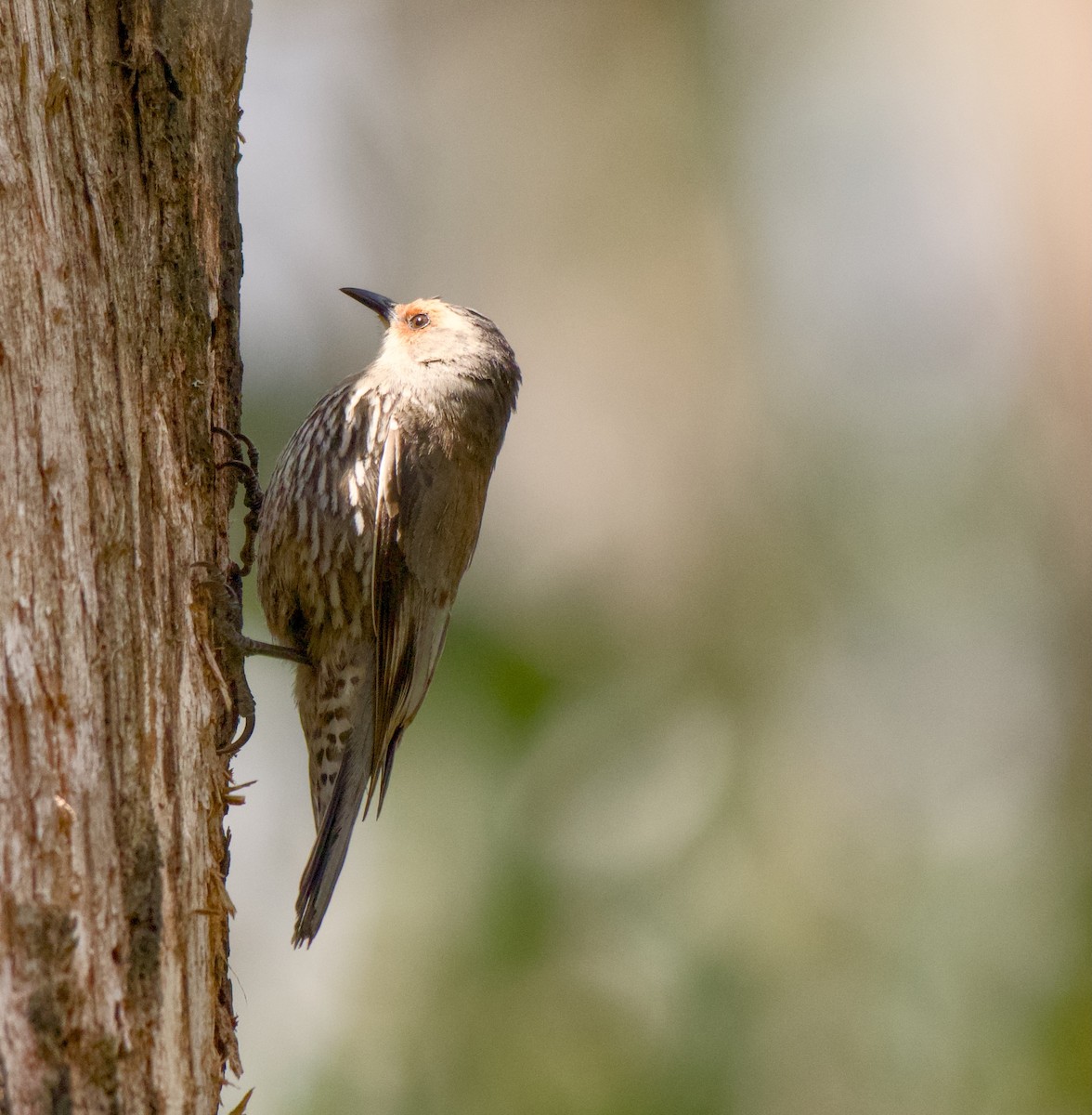 Red-browed Treecreeper - ML645095974