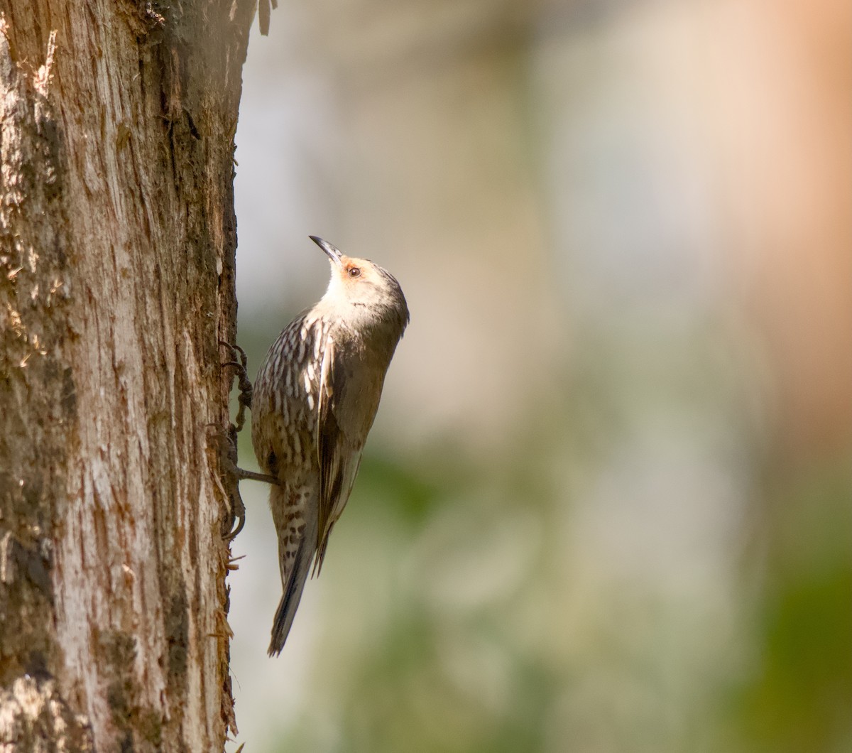 Red-browed Treecreeper - ML645095975