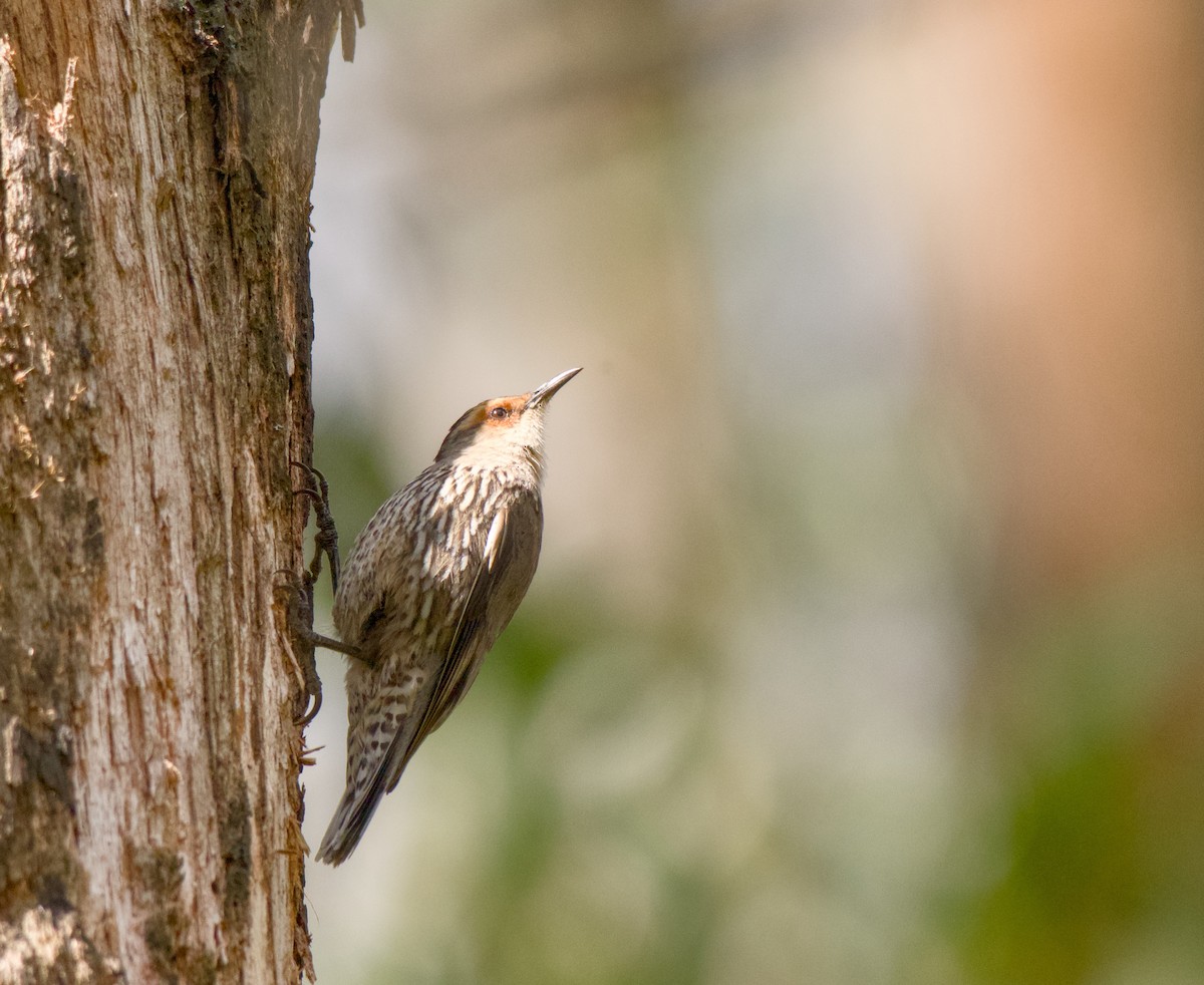 Red-browed Treecreeper - ML645095976