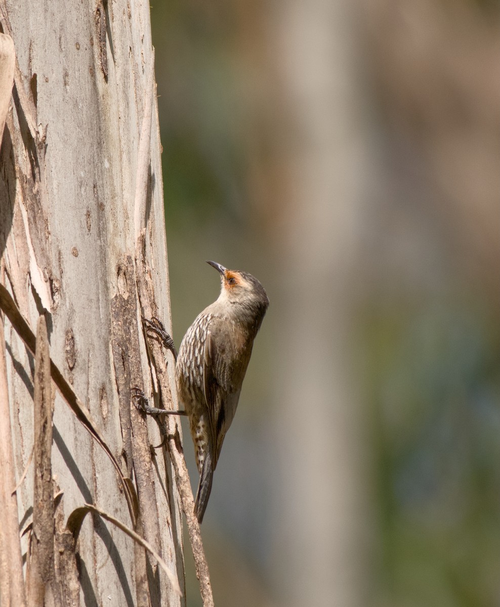 Red-browed Treecreeper - ML645095977