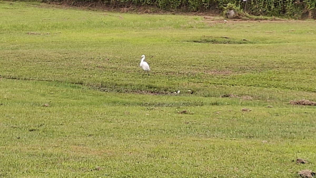 Medium Egret - ML645096005