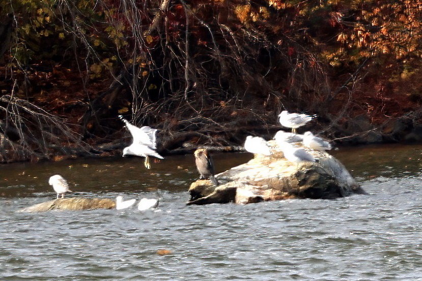 Cormoran à aigrettes - ML645096009