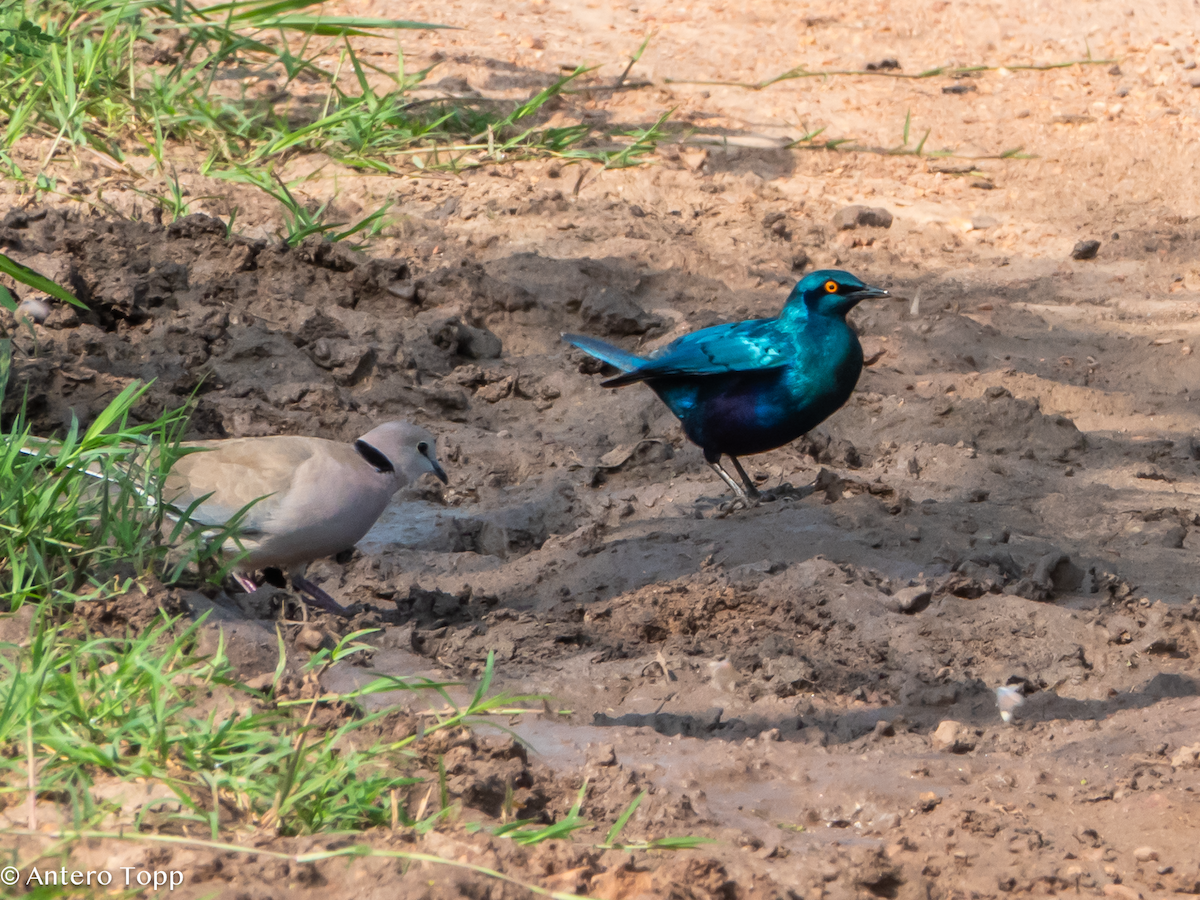 blåøreglansstær - ML645096014