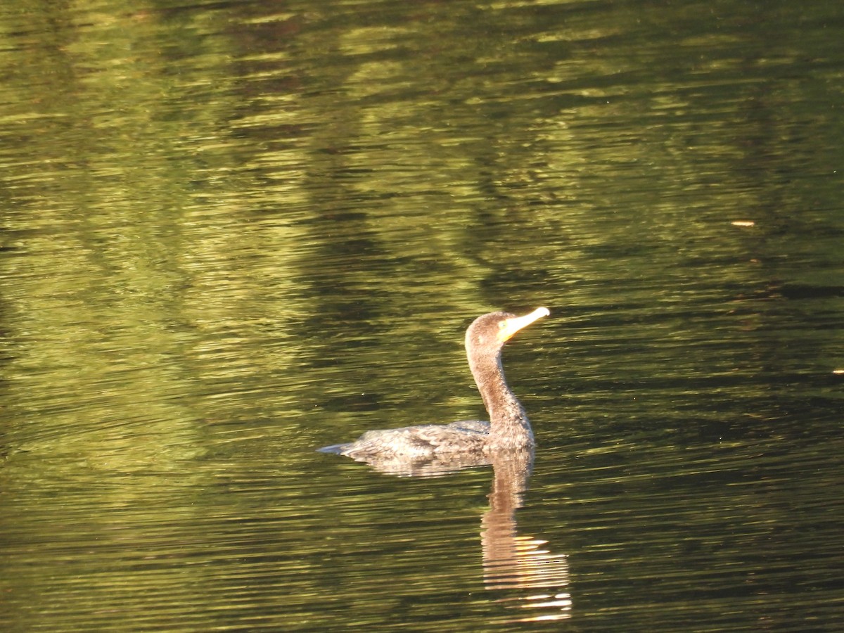 Cormoran à aigrettes - ML645096024