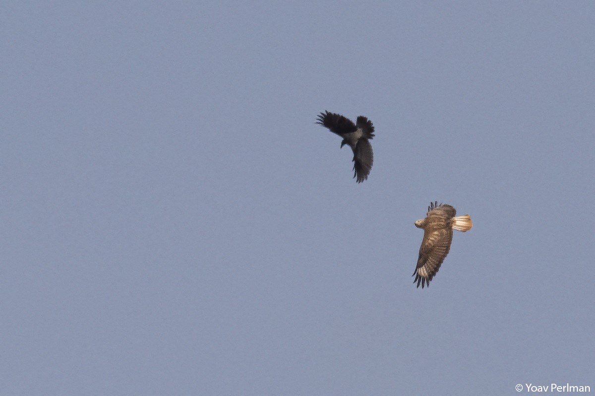 Buse féroce - ML645096026