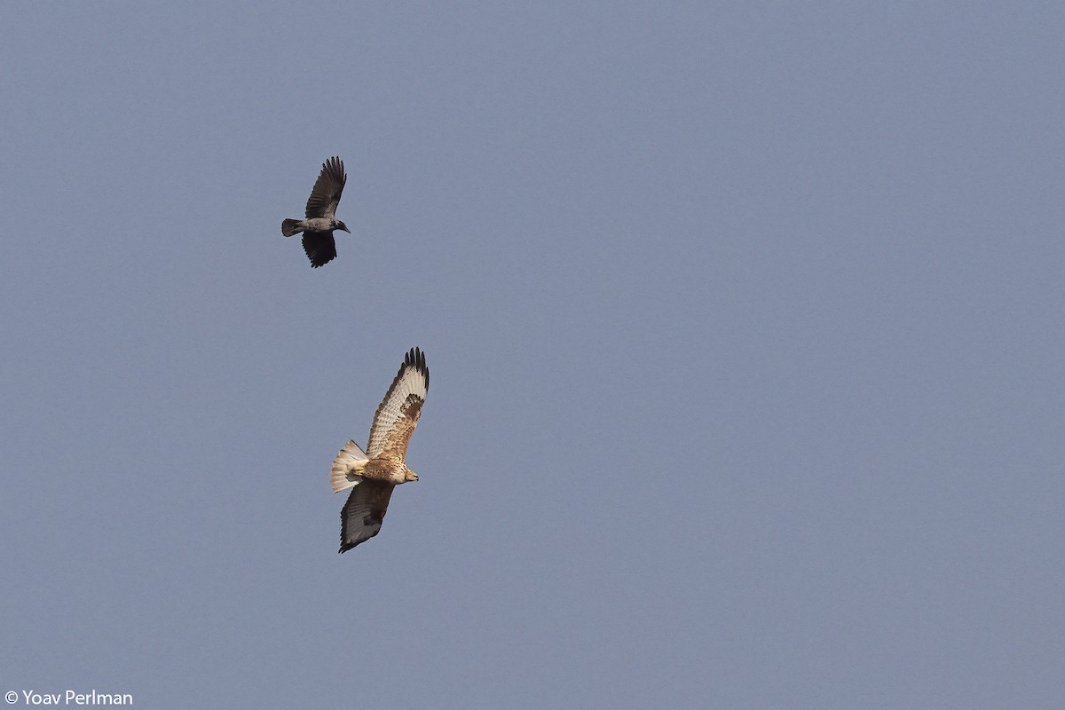 Buse féroce - ML645096027