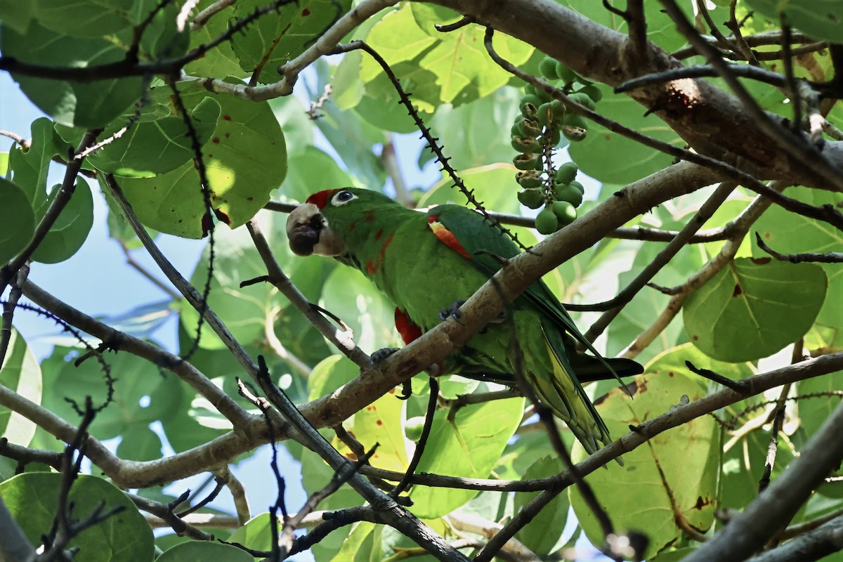 Sittich, unbestimmt - ML645096029