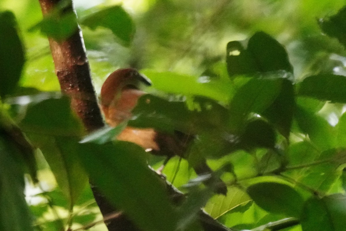 Blue-black Grosbeak - ML645096033