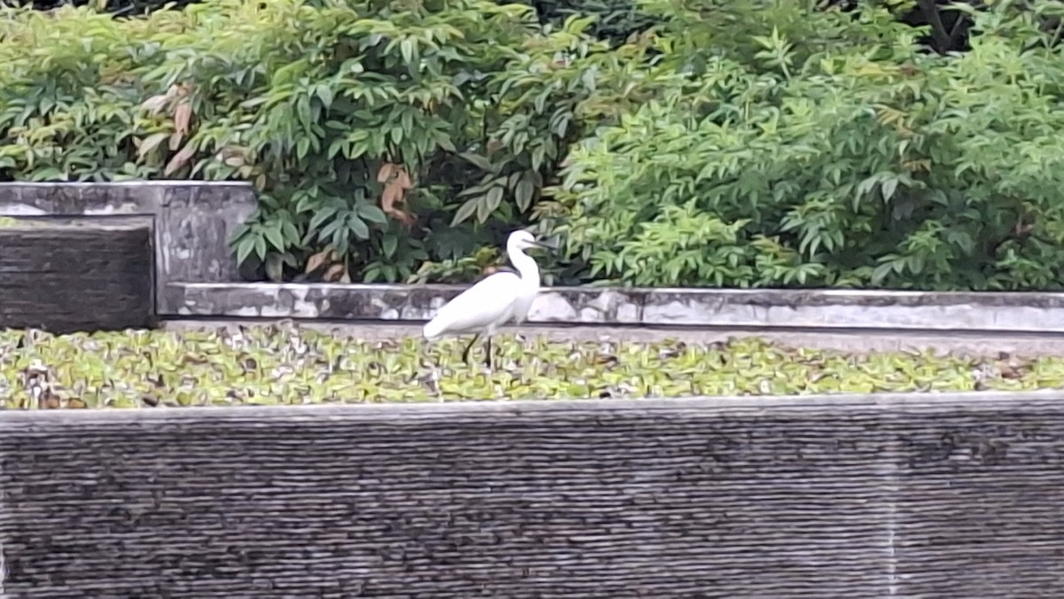 Little Egret - ML645096042