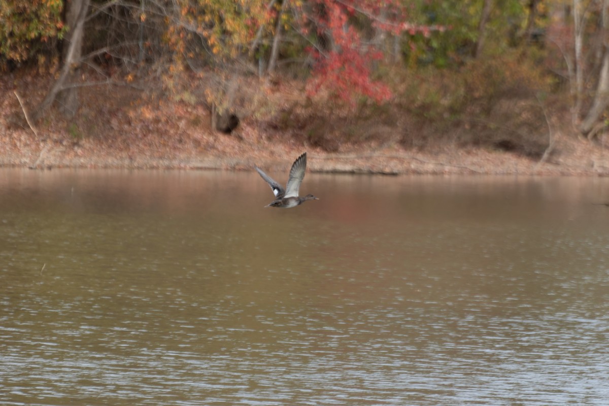 Canard chipeau - ML645096051