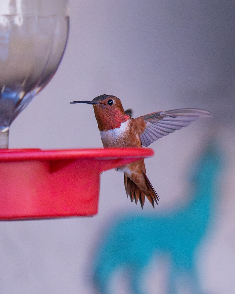 Allen's Hummingbird - ML645096055