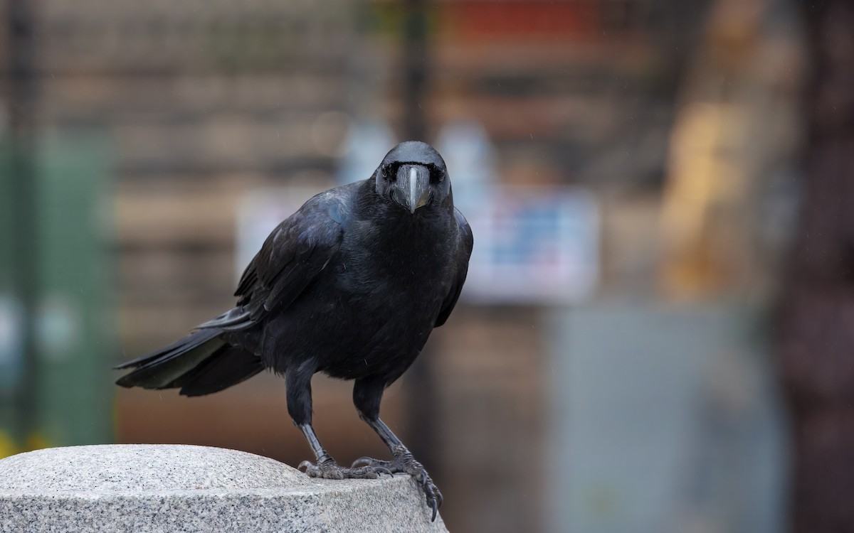 Large-billed Crow - ML645096059