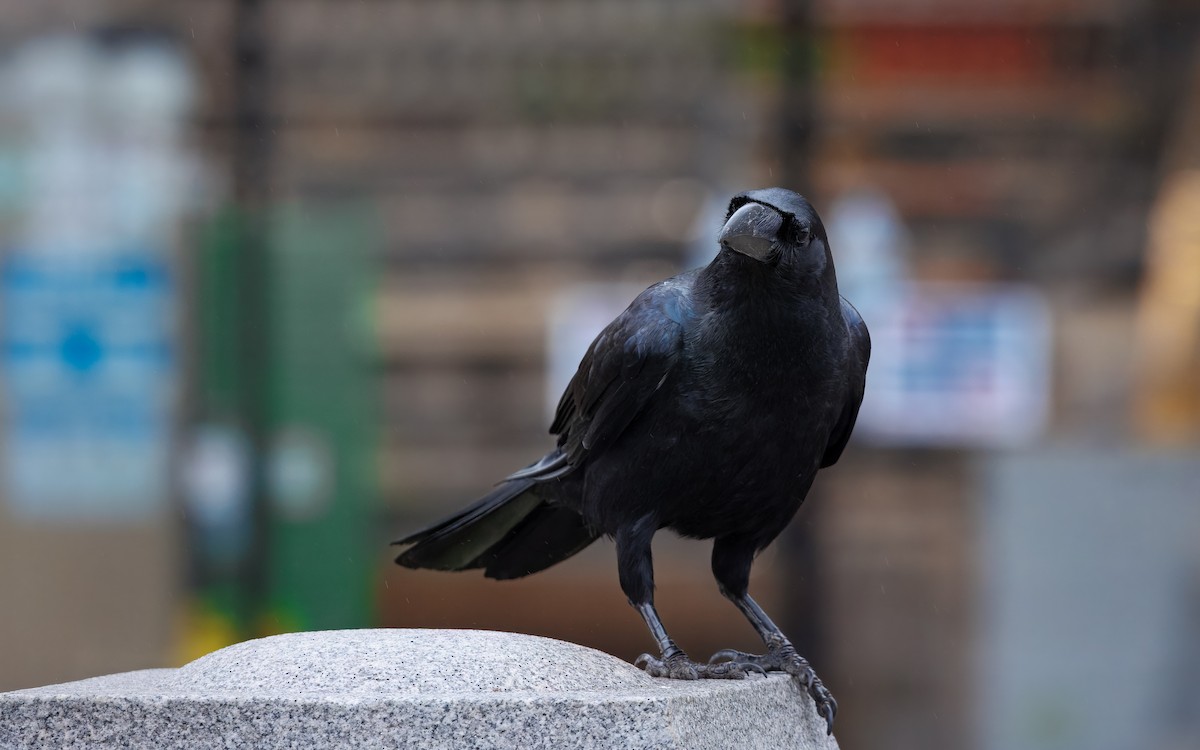 Large-billed Crow - ML645096060