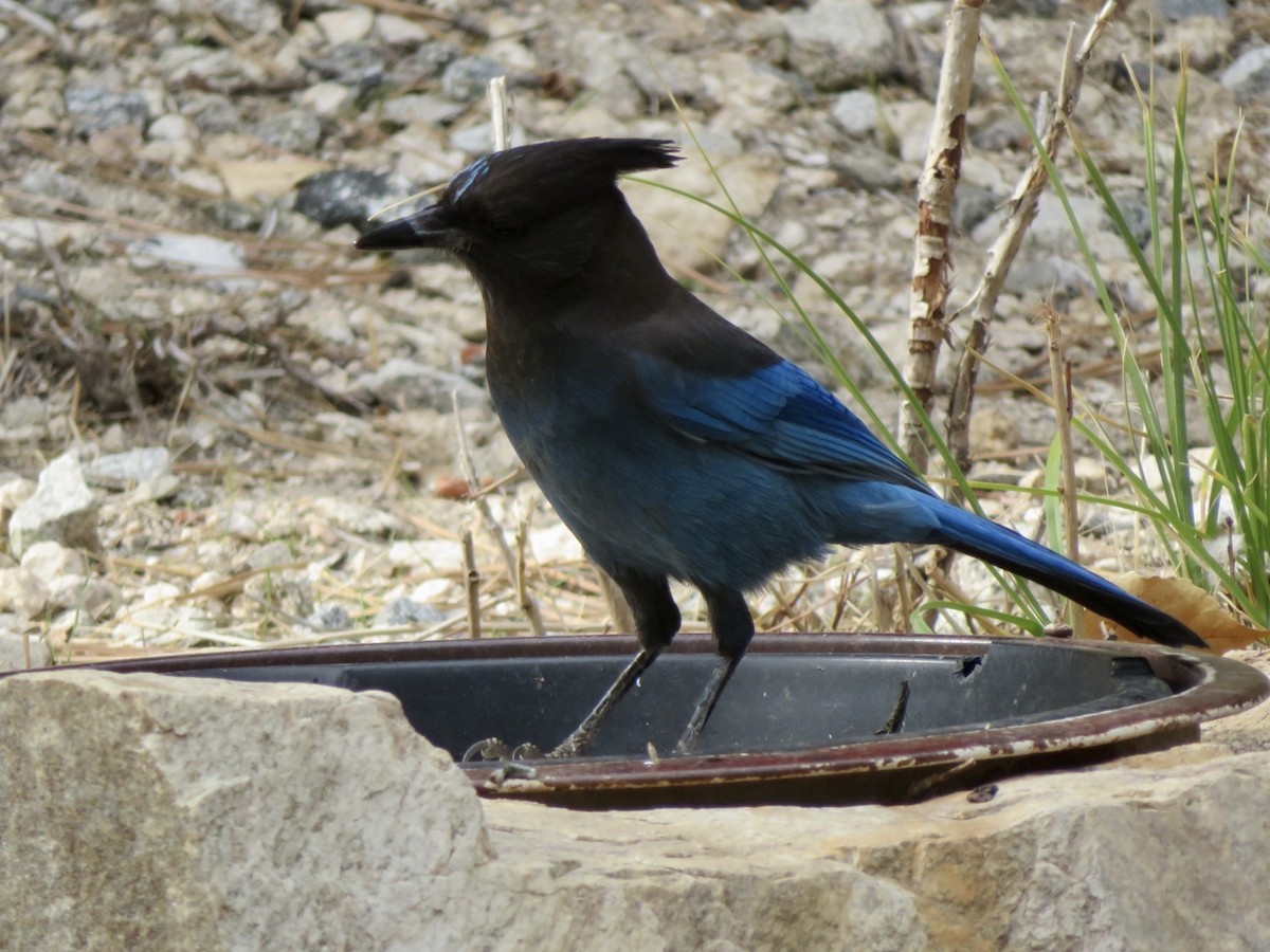 Стеллерова сойка - ML645096062